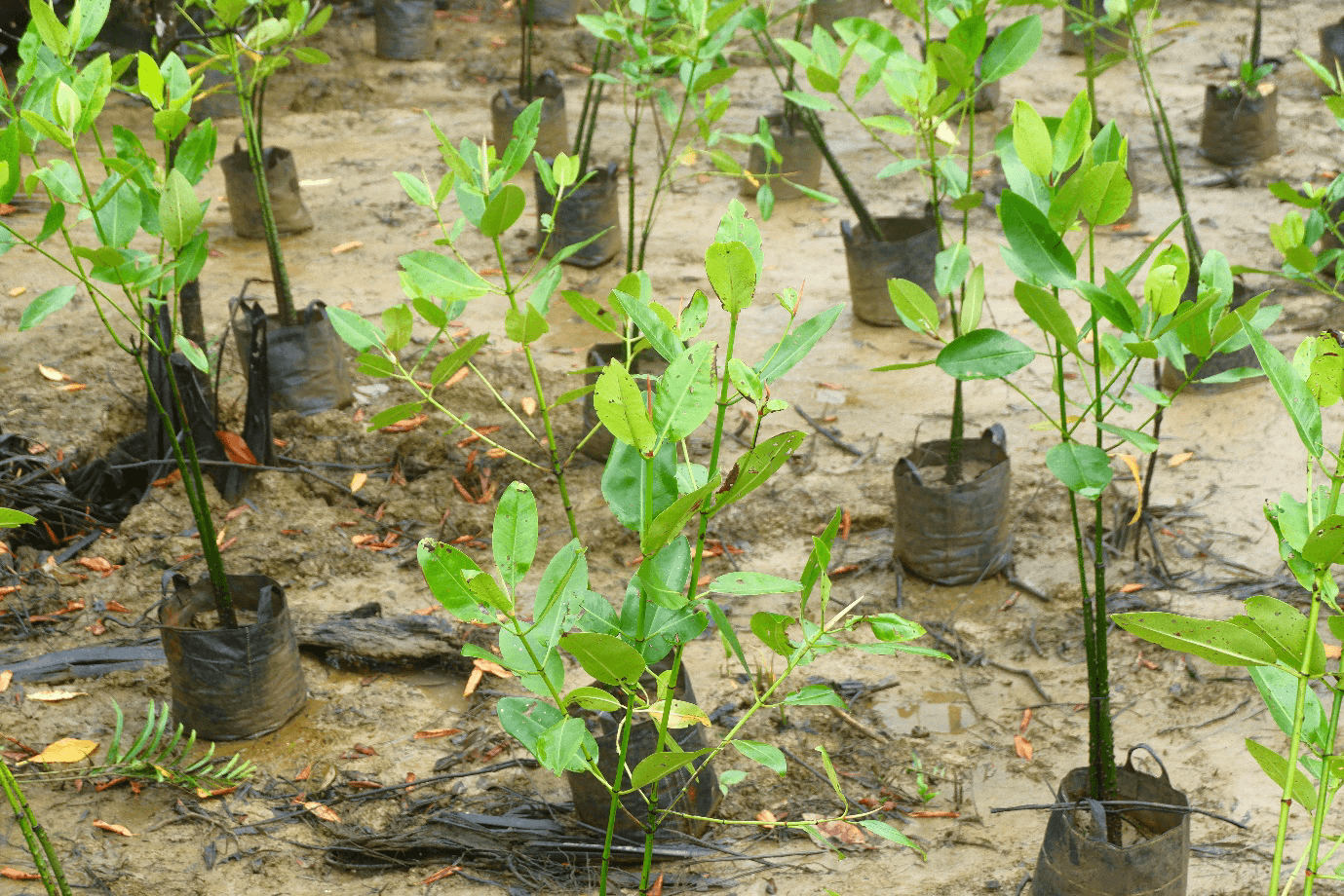 Afforestation, Reforestation & Blue Carbon (ARR & Delta Blue Carbon) carbon offset method