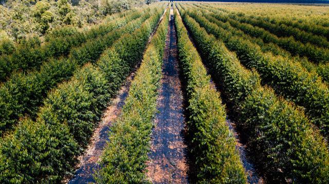 Aperam Bioenergia - Carbon Offset Solutions with High-Quality Biochar carbon project preview